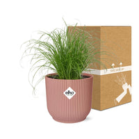 Cyperus alternifolius cat grass indoor plant in pink ELHO Vibes Fold pot beside eco-friendly packaging.