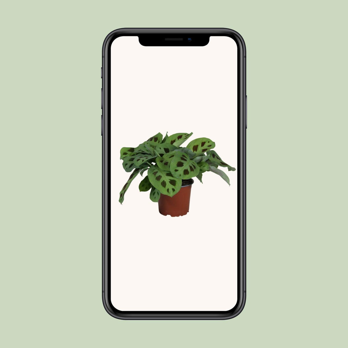 Maranta leuconeura 'Kerchoveana' - Ø12cm - ↕30cm