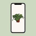 Load image into Gallery viewer, Maranta leuconeura 'Kerchoveana' - Ø12cm - ↕30cm