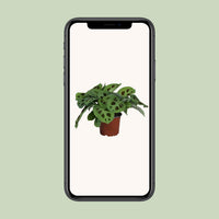 Maranta leuconeura 'Kerchoveana' - Ø12cm - ↕30cm