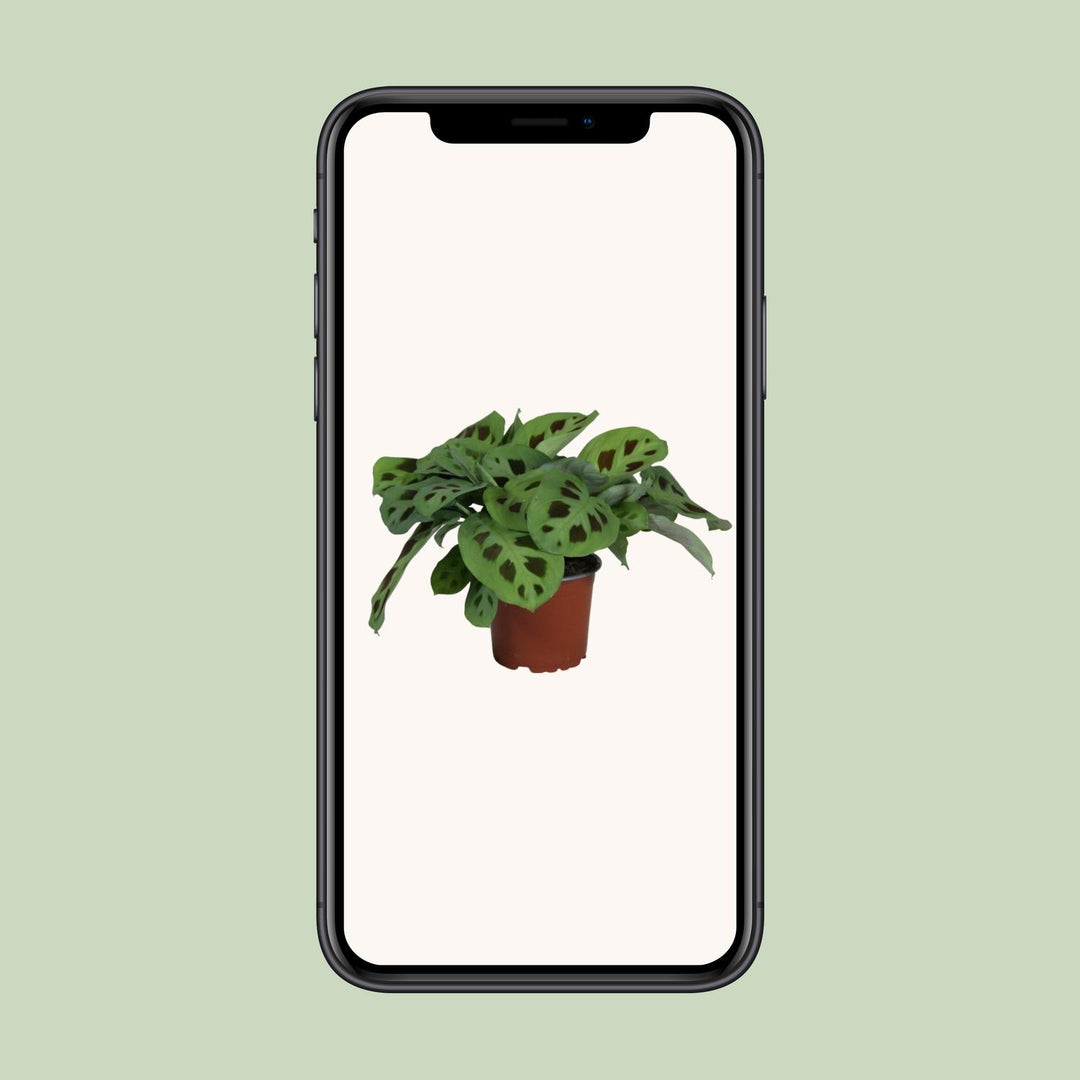 Maranta leuconeura 'Kerchoveana' - Ø12cm - ↕30cm