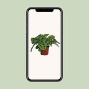Maranta leuconeura 'Kerchoveana' - Ø12cm - ↕30cm