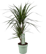 Load image into Gallery viewer, Dracaena Marginata - Ø17cm - ↕70cm
