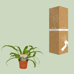 Load image into Gallery viewer, Asplenium antiquum - Ø12cm - ↕30cm