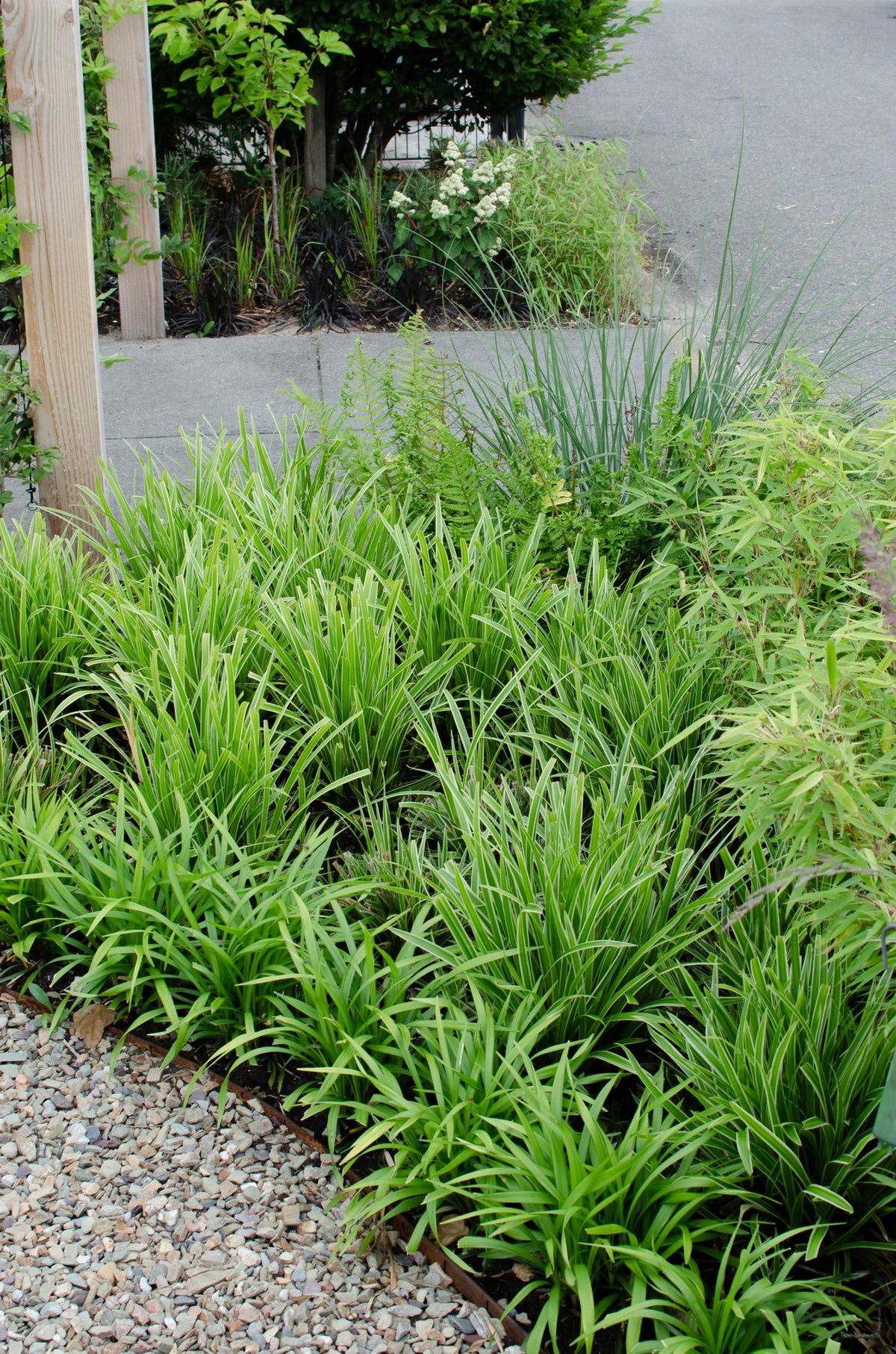 Carex morrowii 'Ice Dance' - 3 piante - Ø14 - ↨30cm