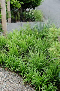 Carex morrowii 'Ice Dance' - 3 piante - Ø14 - ↨30cm