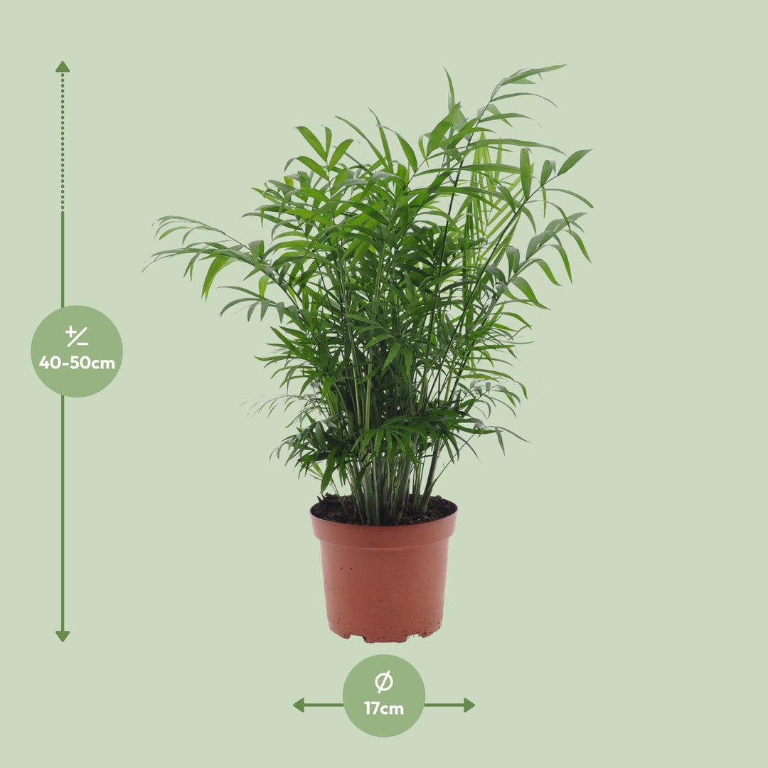 Chamaedorea elegans - Ø17cm - ↕50cm