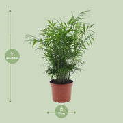Chamaedorea elegans (Palma della Fortuna) - Ø17cm - ↕50cm
