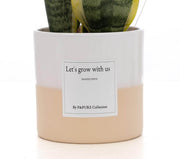 Sansevieria Gift 