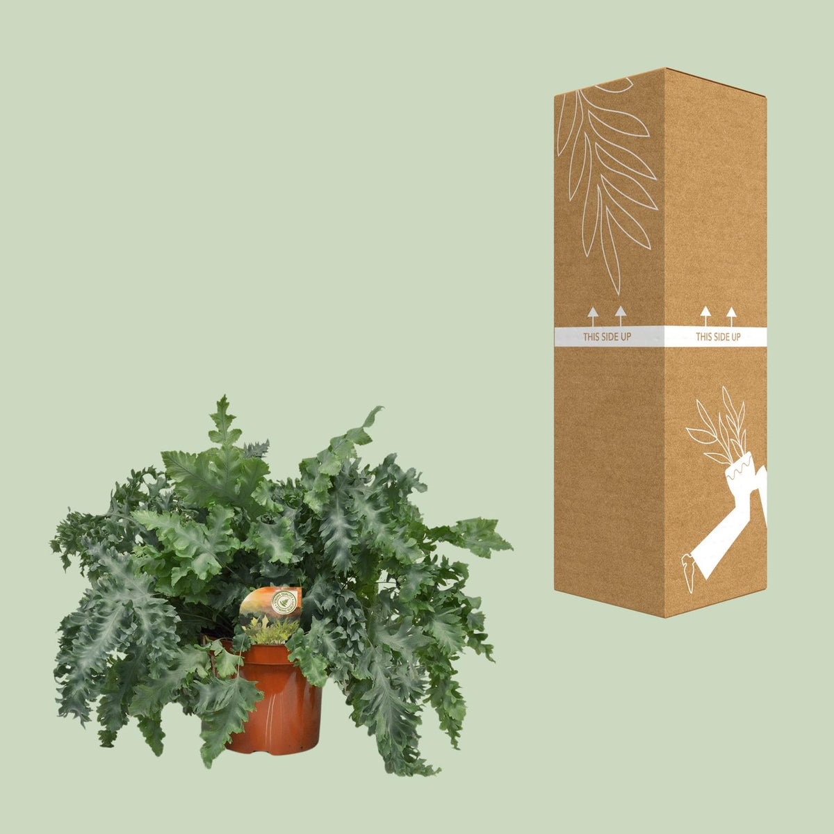 Phlebodium aureum 'Davana' - Ø26cm - ↕60cm