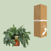 Phlebodium aureum 'Davana' - Ø26cm - ↕60cm