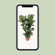 Ficus lyrata - Ø27cm - ↕100cm