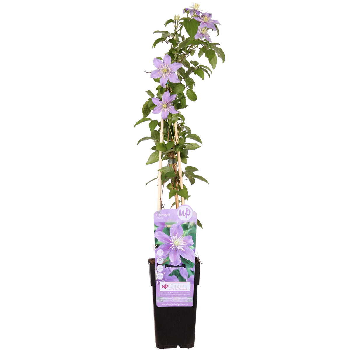 Clematis 'Justa' - Ø15cm - ↕65cm