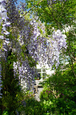 Load image into Gallery viewer, Wisteria sinensis &#39;Caroline&#39; - 2 pieces - Ø15 - ↨65cm
