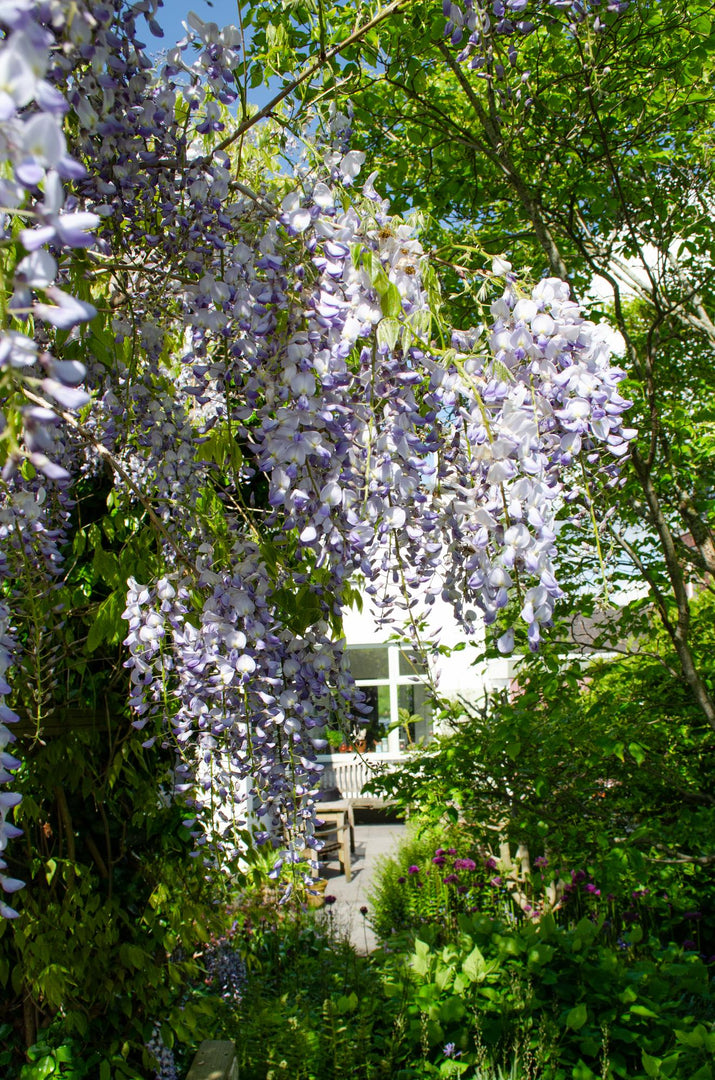 Wisteria sinensis 'Caroline' - 2 pieces - Ø15 - ↨65cm