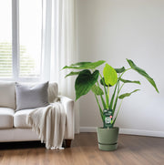 Alocasia cucullata (Orecchio d'Elefante) - Ø19cm - ↕55cm