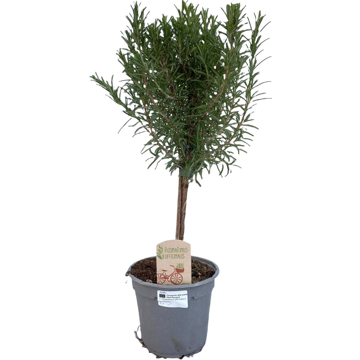 Rosmarinus officinalis "ad alberello" - Ø14cm - ↕45cm