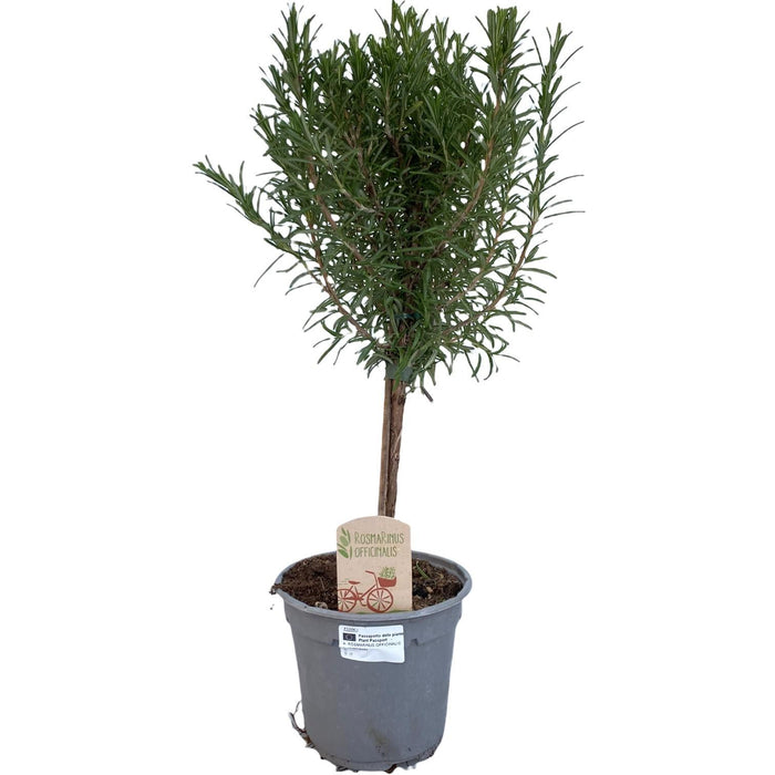 Rosmarinus officinalis "on stem" - Ø14cm - ↕45cm