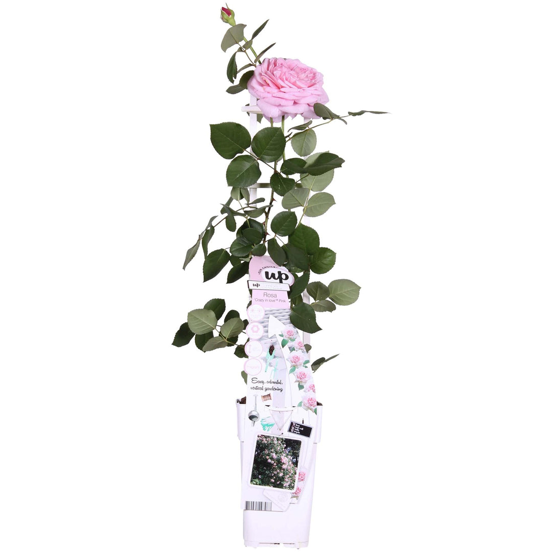 Rosa 'Crazy in love Pink' (Pink Rose) - Ø15cm - ↕65cm