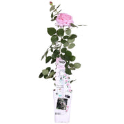Rosa 'Crazy in love Pink' (Pink Rose) - Ø15cm - ↕65cm