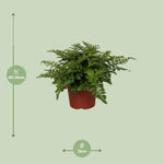Load image into Gallery viewer, Asplenium parvati - Ø12cm - ↕25cm