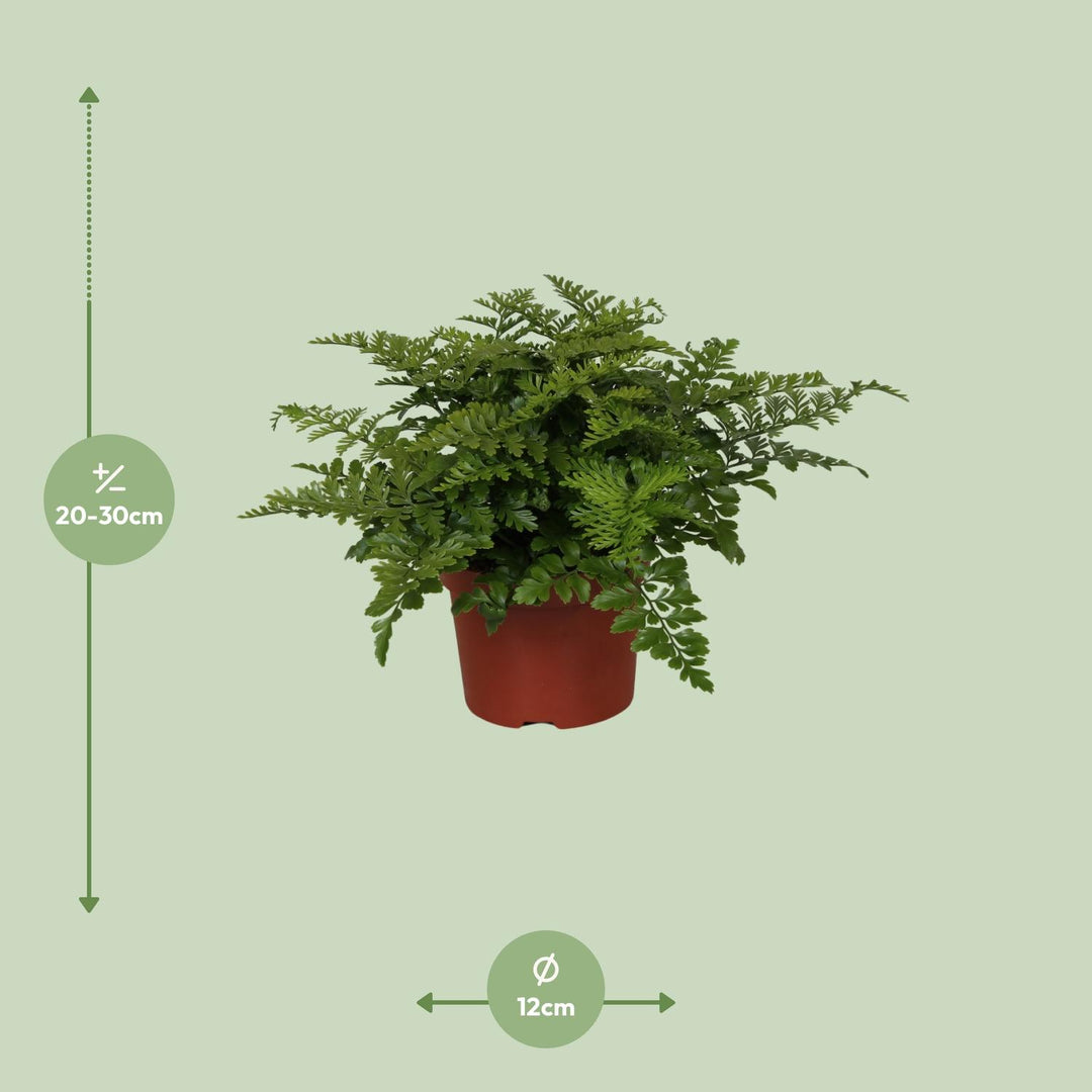 Asplenium parvati - Ø12cm - ↕25cm