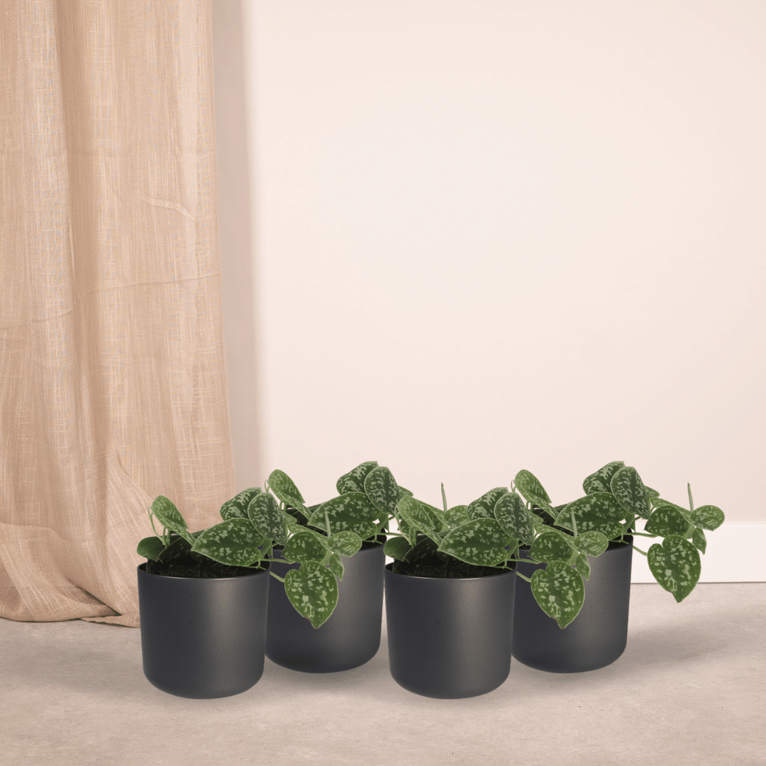 Scindapsus pictus - Epipremnum - 4 plants - ⌀12 - ↕15cm