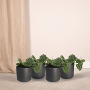 Scindapsus pictus - Epipremnum - 4 plants - ⌀12 - ↕15cm
