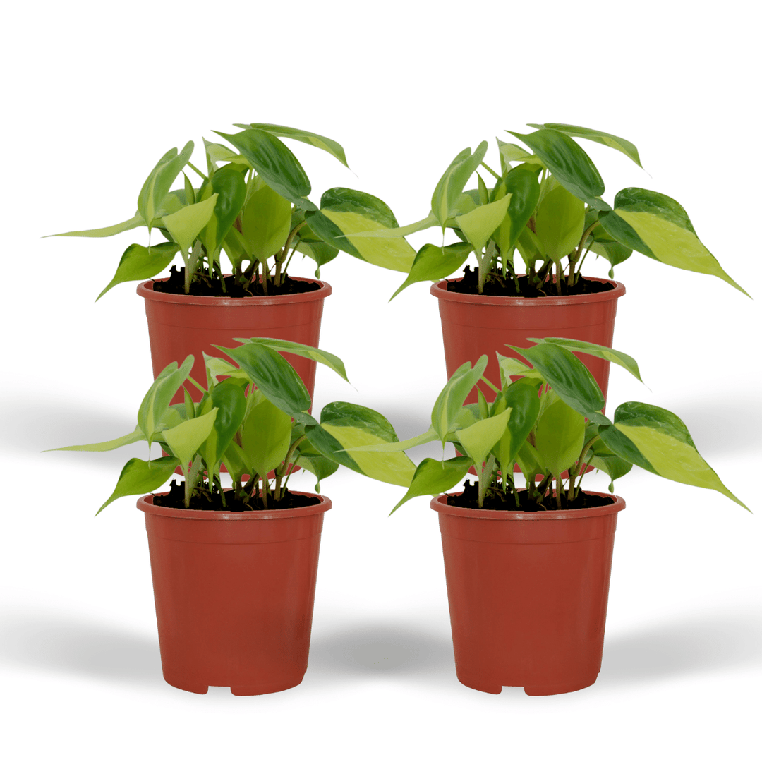 Philodendron scandens 'Brasil' - 4 plants - Ø12cm - ↕15cm
