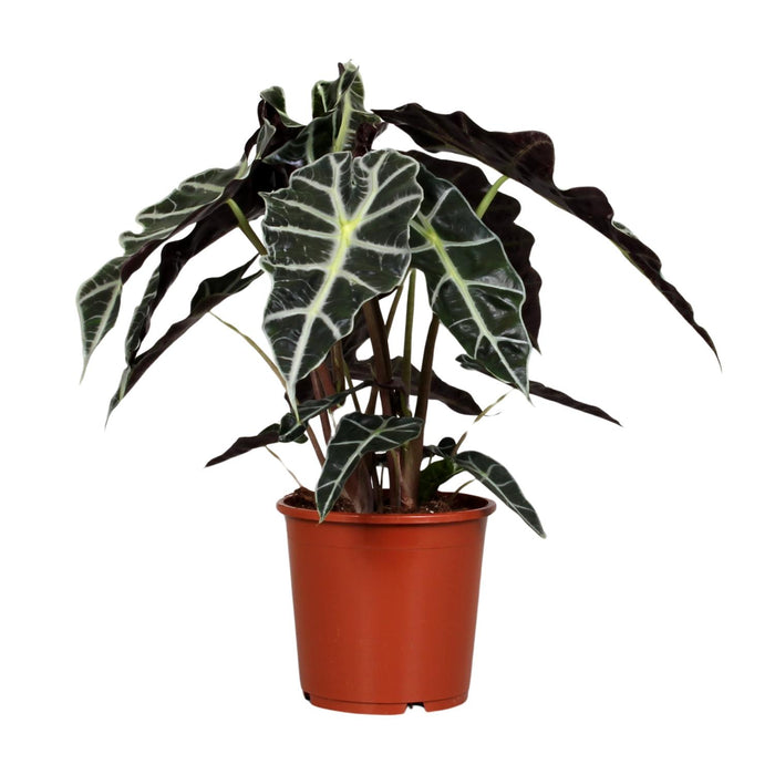 Alocasia amazonica ‘Polly’ - Ø17cm - ↕45cm