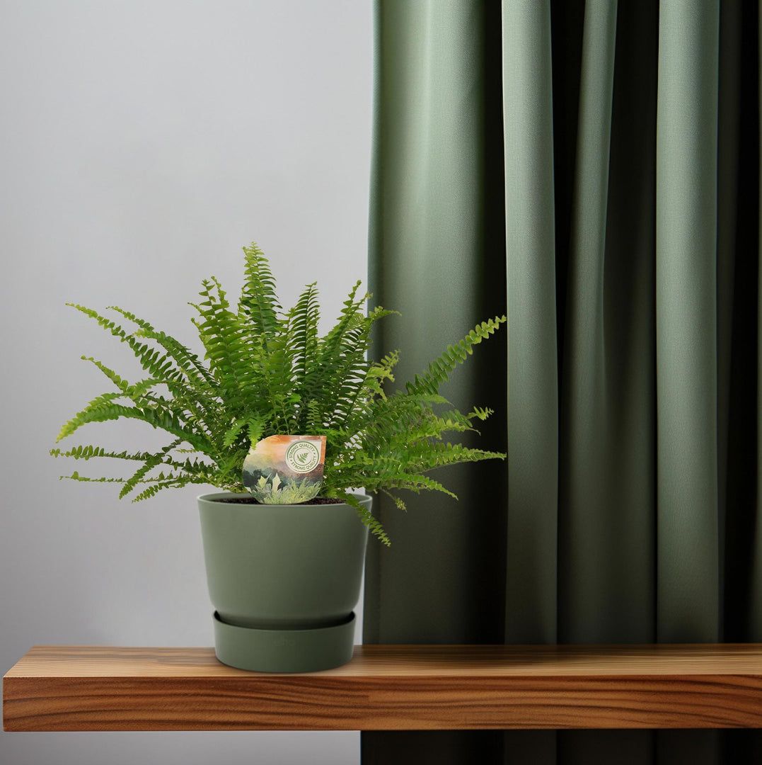 Nephrolepis exaltata 'Green Lady' - Ø12cm - ↕30cm