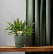 Nephrolepis exaltata 'Green Lady' - Ø12cm - ↕30cm