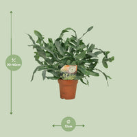 Phlebodium aureum 'Blue Star' - Ø12cm - ↕35cm