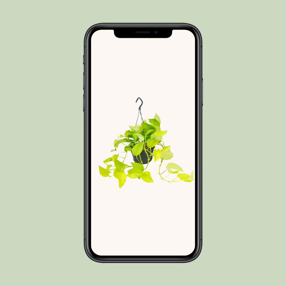 Epipremnum pinnatum 'Golden Pothos' (Scindapsus) - Ø15 - ↕25cm