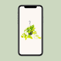 Epipremnum pinnatum 'Golden Pothos' (Scindapsus) - Ø15 - ↕25cm