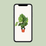Calathea orbifolia - Ø17cm - ↕50cm