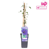 Clematis 'The President' - Ø15cm - ↕65cm