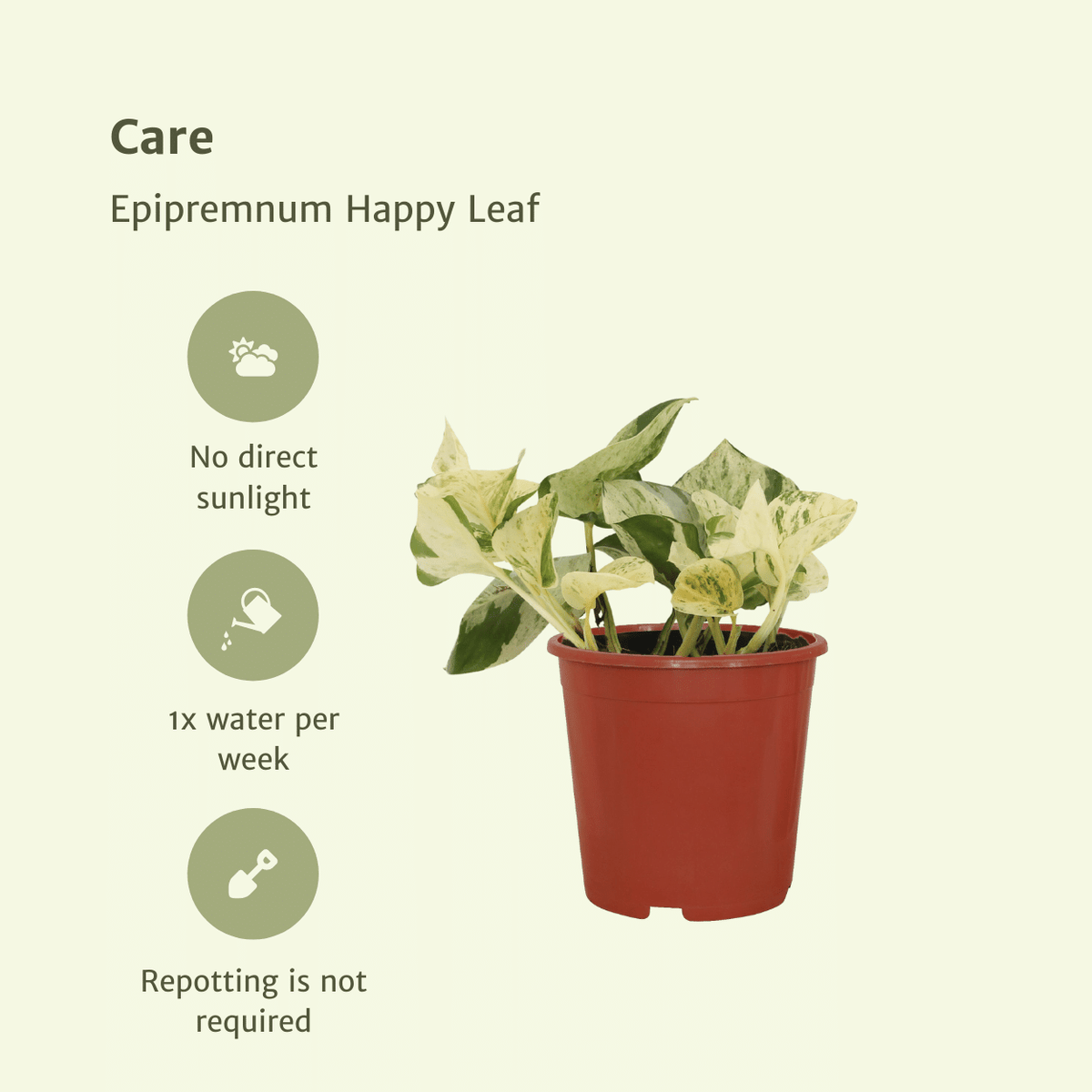 Epipremnum (Scindapsus) pinnatum 'Happy Leaf' - 4 plants - ø12 - ↕15cm