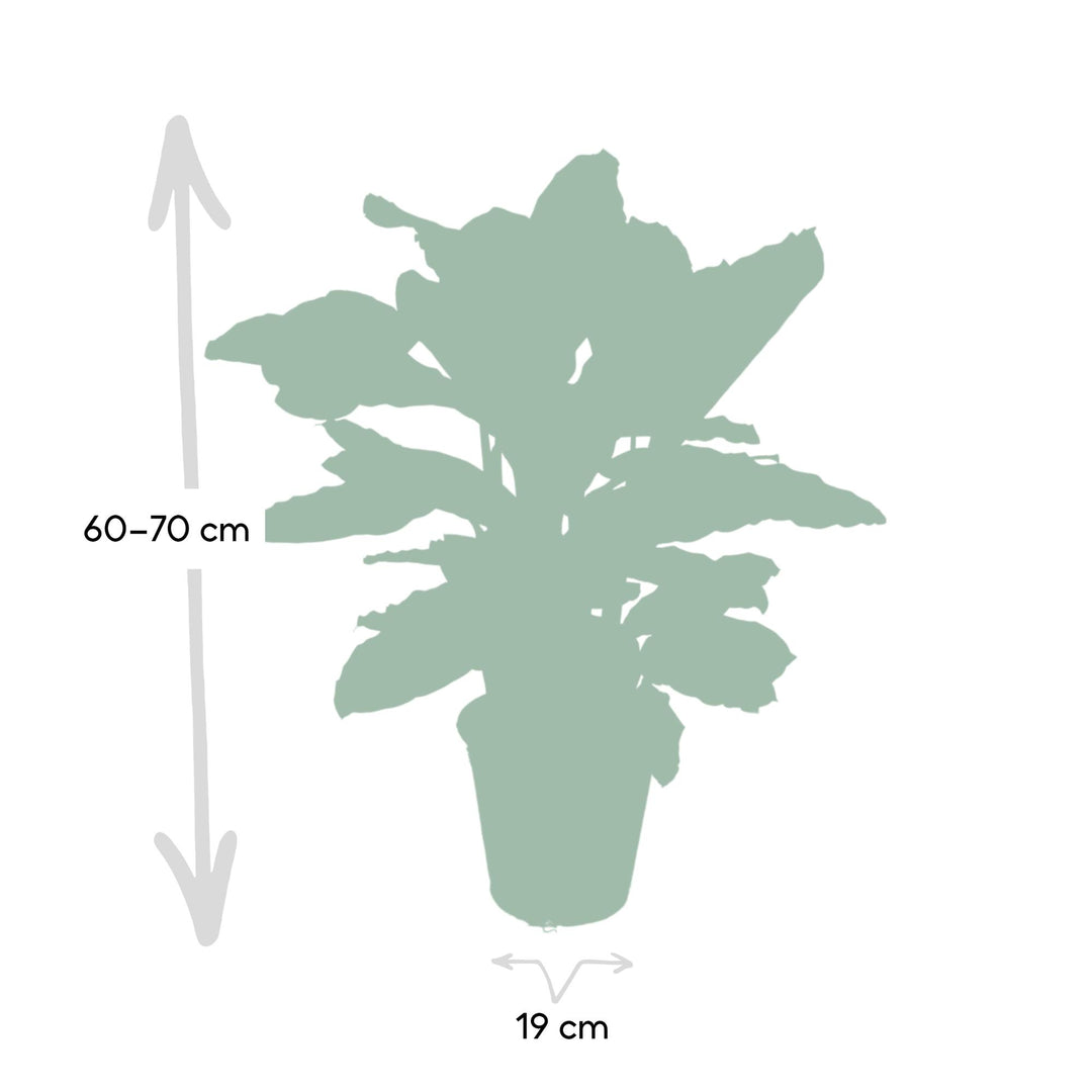 Calathea zebrina (Peacock Plant) - Ø19cm - ↕80cm