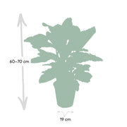 Calathea zebrina (Peacock Plant) - Ø19cm - ↕80cm