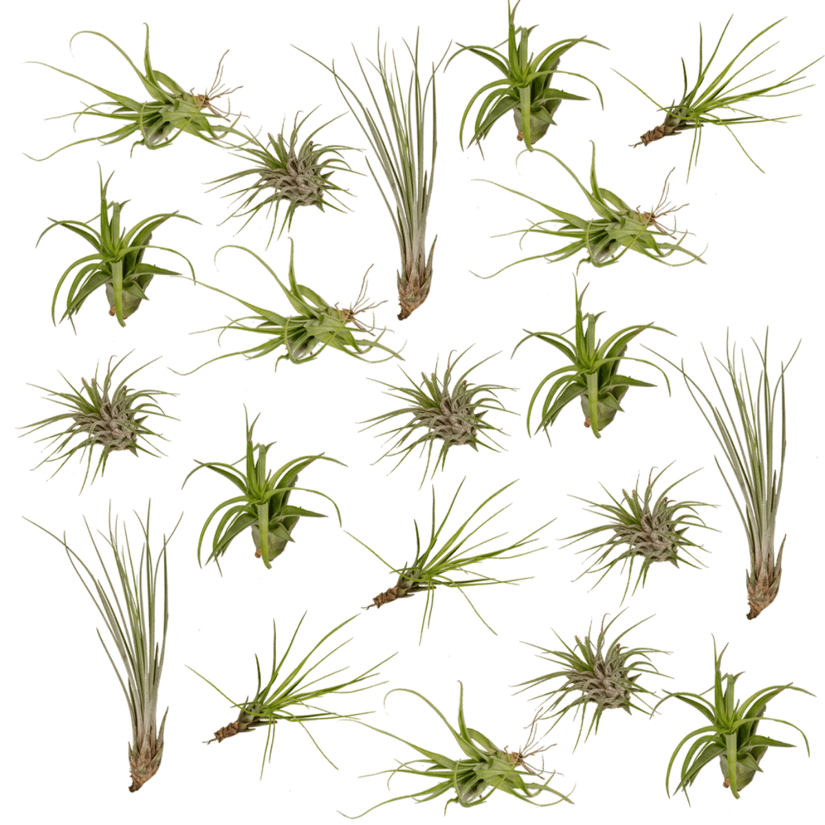 Tillandsia Air mix - 20 pezzi - ø6 - 6 cm
