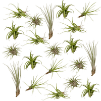Tillandsia Air mix - 20 pezzi - ø6 - 6 cm