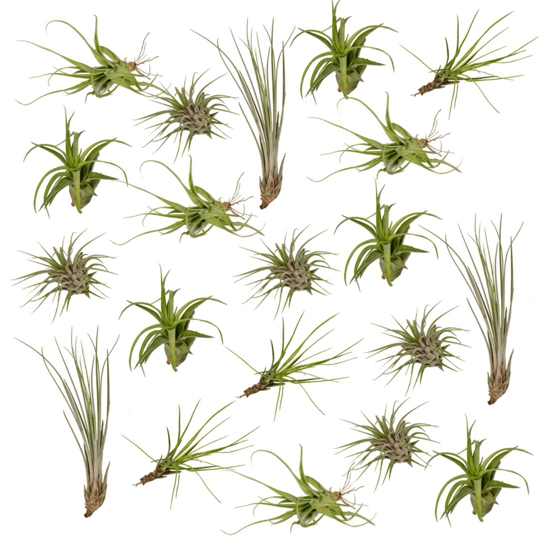 Tillandsia Air mix - 20 pieces - ø6 - 6 cm