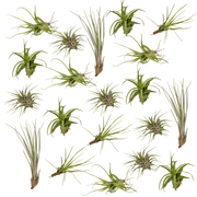 Tillandsia Air mix - 20 pieces - ø6 - 6 cm