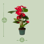 Anthurium andraeanum Red - Ø12cm - ↕35cm