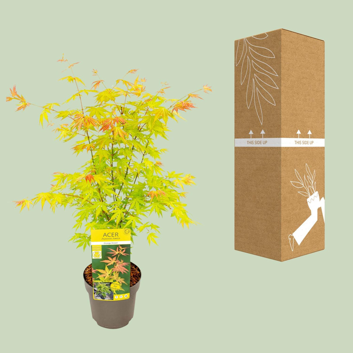 Acer palmatum ‘Orange Dream’, Ø19 cm – ↕50 cm