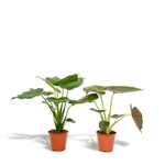 Load image into Gallery viewer, Tropical Indoor Duo - Alocasia cucullata - Ø19cm - ↕60cm + Alocasia wentii - Ø19cm - ↕60cm