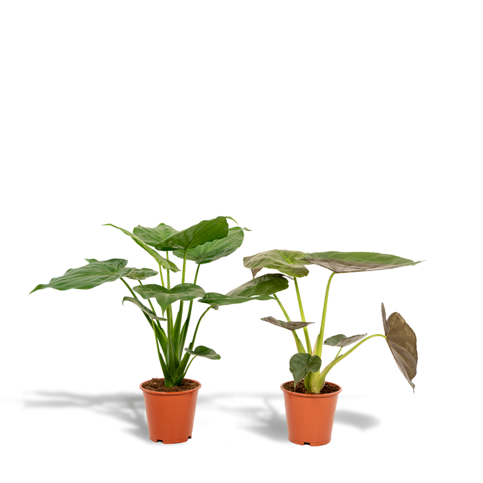 Duo Tropicale da Interno - Alocasia cucullata - Ø19cm - ↕60cm + Alocasia wentii - Ø19cm - ↕60cm