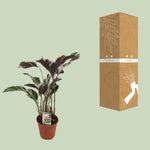 Load image into Gallery viewer, Calathea lietzei 'Fusion White' - Ø14cm - ↕40cm