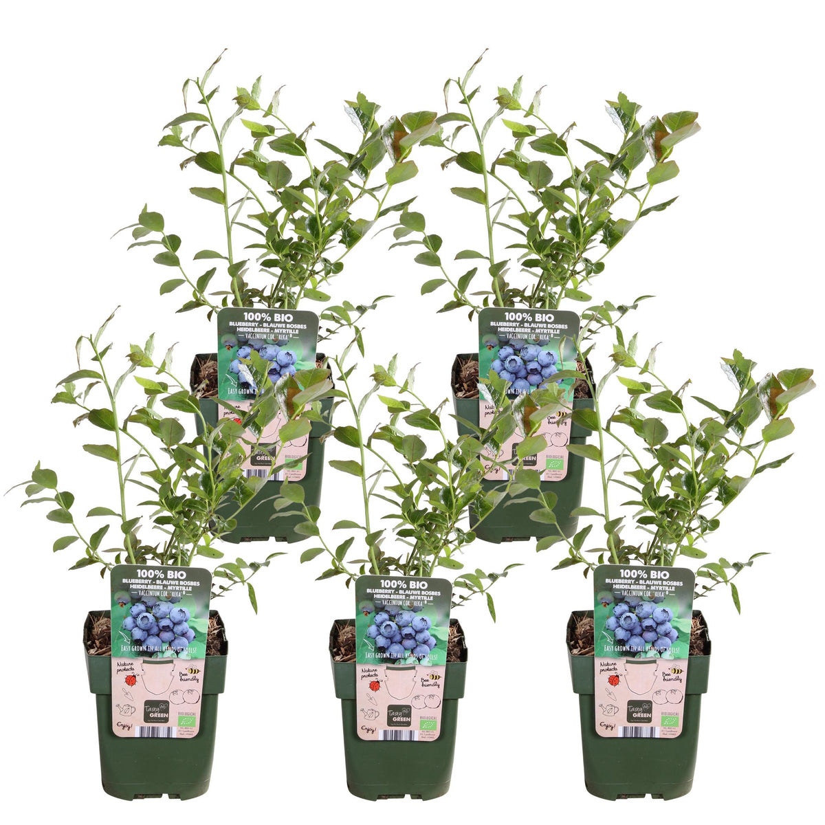 Vaccinium corymbosum 'Reka' - 5 pezzi - ↨45cm - Ø13